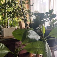 プルメリア,プルメリア挿し木,春のお目覚め,リビング・ダイニングの画像