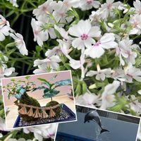 シバザクラ,シバザクラ,モンステラ,モンステラ,タコノキの画像