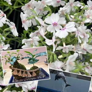 シバザクラ,シバザクラ,モンステラ,モンステラ,タコノキの画像