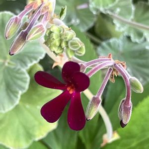 癒し,#ガーデニング,エクステリアの画像