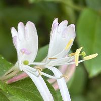 スイカズラ,モンキアゲハ,金銀花,いい香り,蔓性の画像