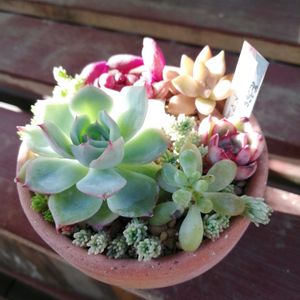 紅葉祭り,ゴールドマニー, ブロンズ姫, ブロンズ姫,ガーデニングの画像