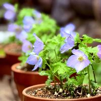 シラネアオイ,春の花,鉢植え,花言葉,山野草の画像
