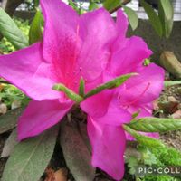 セキチク,ツツジ,コメツブツメクサ,寄り道散歩,庭の画像