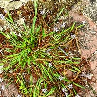 ニワゼキショウ,山口中央公園にて,温泉♨️入浴の帰りに,遊歩道のタイル隙間からの画像