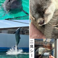 ドウダンツツジ,ドウダンツツジ,アザラシ,クスノキ,クスノキの画像