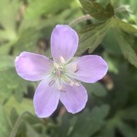 ゲラニウム,庭の画像