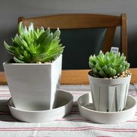 クーペリー,ハオルチア クーペリー,多肉植物,ダイソー多肉,GSに感謝。の画像