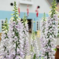 ジギタリス,デルフィニウム,感謝,ありがとう♡,今日も笑顔で♡の画像