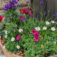 オステオスペルマム,オステオスペルマム,イングリッシュラベンダー,イングリッシュラベンダー,ヘリオトロープの画像