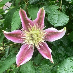 ガーデニング,ウッドデッキ,クレマチス♬,寄せ植え大好き,お迎え多肉の画像