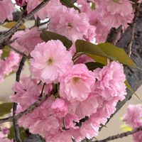 オダマキ,オダマキ,ナニワイバラ,ナニワイバラ,トキワマンサクの画像