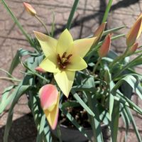 アジュガ,チューリップ,ツルニチニチソウ,リシマキア,ロータスの画像