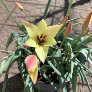 アジュガ,チューリップ,ツルニチニチソウ,リシマキア,ロータスの画像