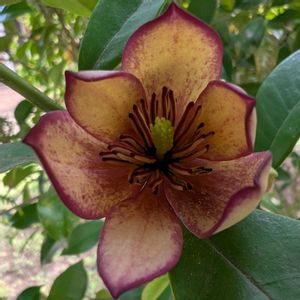 カラタネオガタマ,唐種招霊(カラタネオガタマ),畑の画像