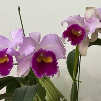 カトレア,レリオカトレア,Lc Irene Finneyの画像