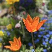 チューリップ,チューリップ,ワスレナグサ,原種チューリップ,春の庭の画像
