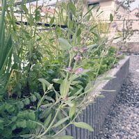 コモンセージの画像