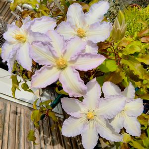 クレマチス,クレマチス,クレマチス・ジリアンブレイズ,ギリアンブレイズ,クレマチス　ジリアンブレイズの画像