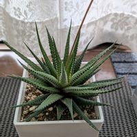 十二の巻の画像