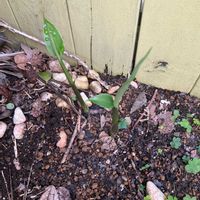 ミョウガの画像