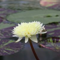 睡蓮,熱帯スイレン,熱帯睡蓮スーパーフルムーン,温室,熱帯睡蓮の画像