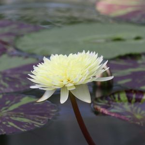 睡蓮,熱帯スイレン,熱帯睡蓮スーパーフルムーン,温室,熱帯睡蓮の画像