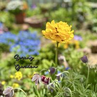 オキナグサ,チューリップ,チューリップ,ワスレナグサ,パンジーの画像