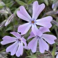 シバザクラ,雪割草,山野草,花のある暮らし,今日のお花の画像