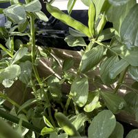 ソラマメ,ベランダの画像