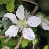 キュウリグサ,ホトケノザ,セイヨウタンポポ,クサイチゴの画像