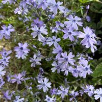 シバザクラ,シロタエギク,ストック,モクレン,パンジーの画像