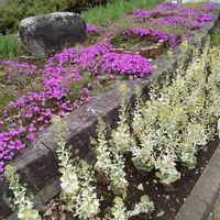 シバザクラ,ハボタン,今日のお花,散歩道での画像