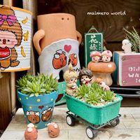 十二の巻,ハオルチア属,ジョビバルバ,植物のある暮らし,センペル丼の画像