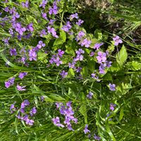 ムラサキハナナの画像