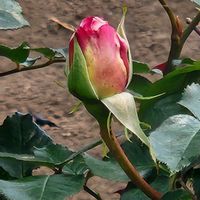 月下美人の画像