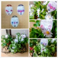 サイネリア,リビング・ダイニングの画像