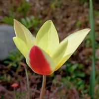 プリムラ,原種チューリップ,原種系ミニチューリップ,蘇芳花（はなずおう）,うちの庭の画像