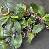 コチョウラン,パキラ,胡蝶蘭,パキラ ミルキーウェイ,Hoyaの画像