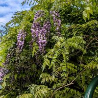 エニシダ,エニシダ,シレネ,シレネ,フジの画像