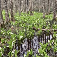 キクザキイチゲ,ミズバショウ,水芭蕉,菊咲一華(キクザキイチゲ),山野草の画像