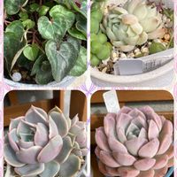 エレガンス,ロータス,アメイジング・グレイス,ガーデンシクラメン ジックスの画像