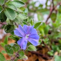 アメリカンブルー,アメリカンブルー（エボルブルス）,青い花,平和を願う☆,小さな庭の画像