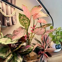 シンゴニウム,アグラオネマ,カラテア,シンゴニウム ホワイトバタフライ,ストロマンテ・トリオスターの画像