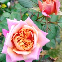 クローバー,バラ,ライラック,レモン,四つ葉のクローバーの画像