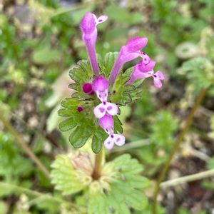 ハーブ,野草,ピンクの花,いつもありがとう♡,ありがとうの画像