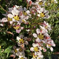 スパラキシス,マトリカリア,アカメガシワ,庭の画像