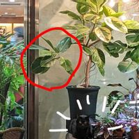 フィカス・アルテシマ,こぐろちゃん,こぐちゃん,観葉植物,100均の画像