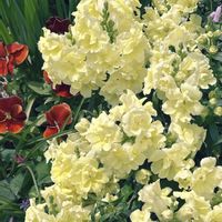 金魚草,お花,玄関外側,玄関アプローチ,庭の画像