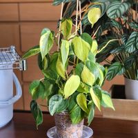 フィロデンドロン・ブラジル,フィロデンドロン・ブラジル,観葉植物,室内組の画像